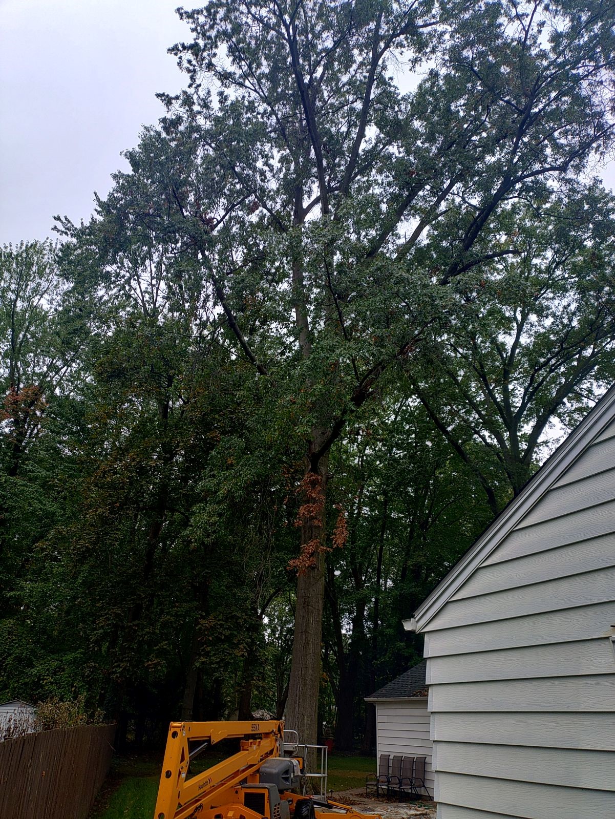 Fall 2024 large oak removal with a crane